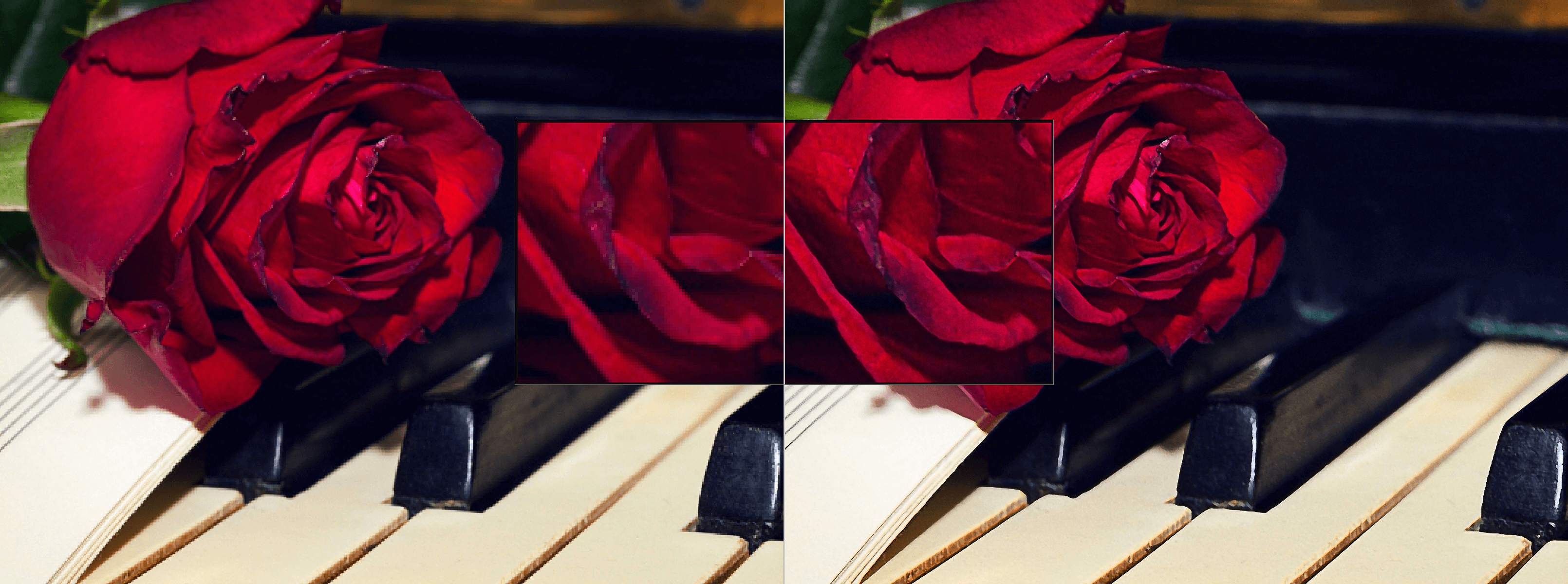 Comparison Rose